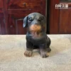 羅威那可卡犬樹脂模型-居家生活美學玄關擺飾選物